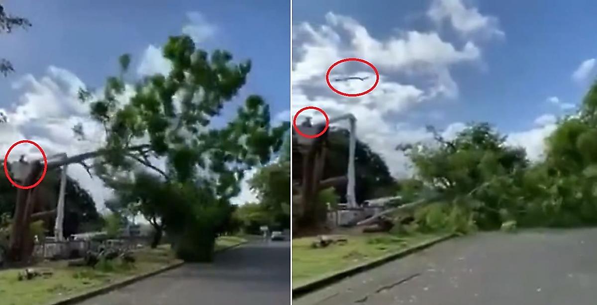 Очевидец запечатлел «месть» дерева спилившему его дровосеку
