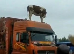 Отважная корова забралась на крышу грузовика в «знак протеста против плохих условий перевозки»
