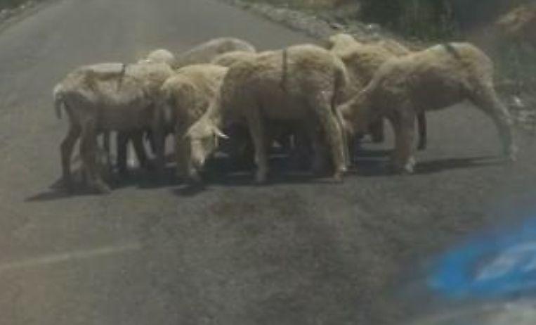 Овцы перегородили дорогу, чтобы защитить раненого ягнёнка ▶