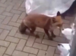 Почтальон, вооружившись клюшкой, отбил свой пакет у лисицы