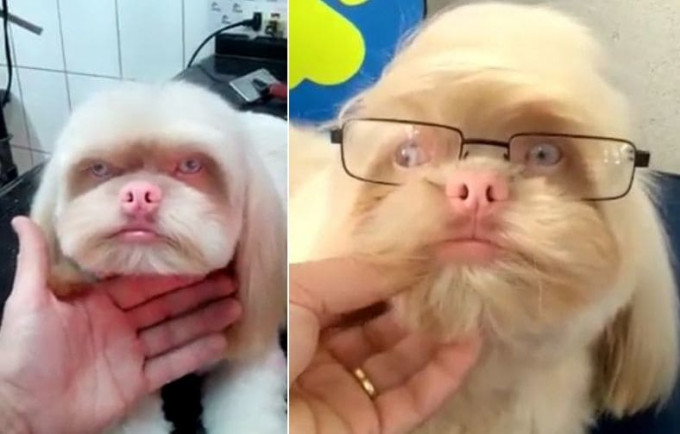 Пёс, похожий на человека и на поросёнка, проживает в Бразилии (Видео)
