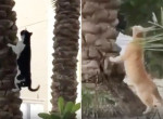 Схватка дворовых кошек, не поделивших птицу, попала на видео в Бразилии