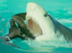 Схватку хищной птицы с акулой запечатлели британские документалисты ▶
