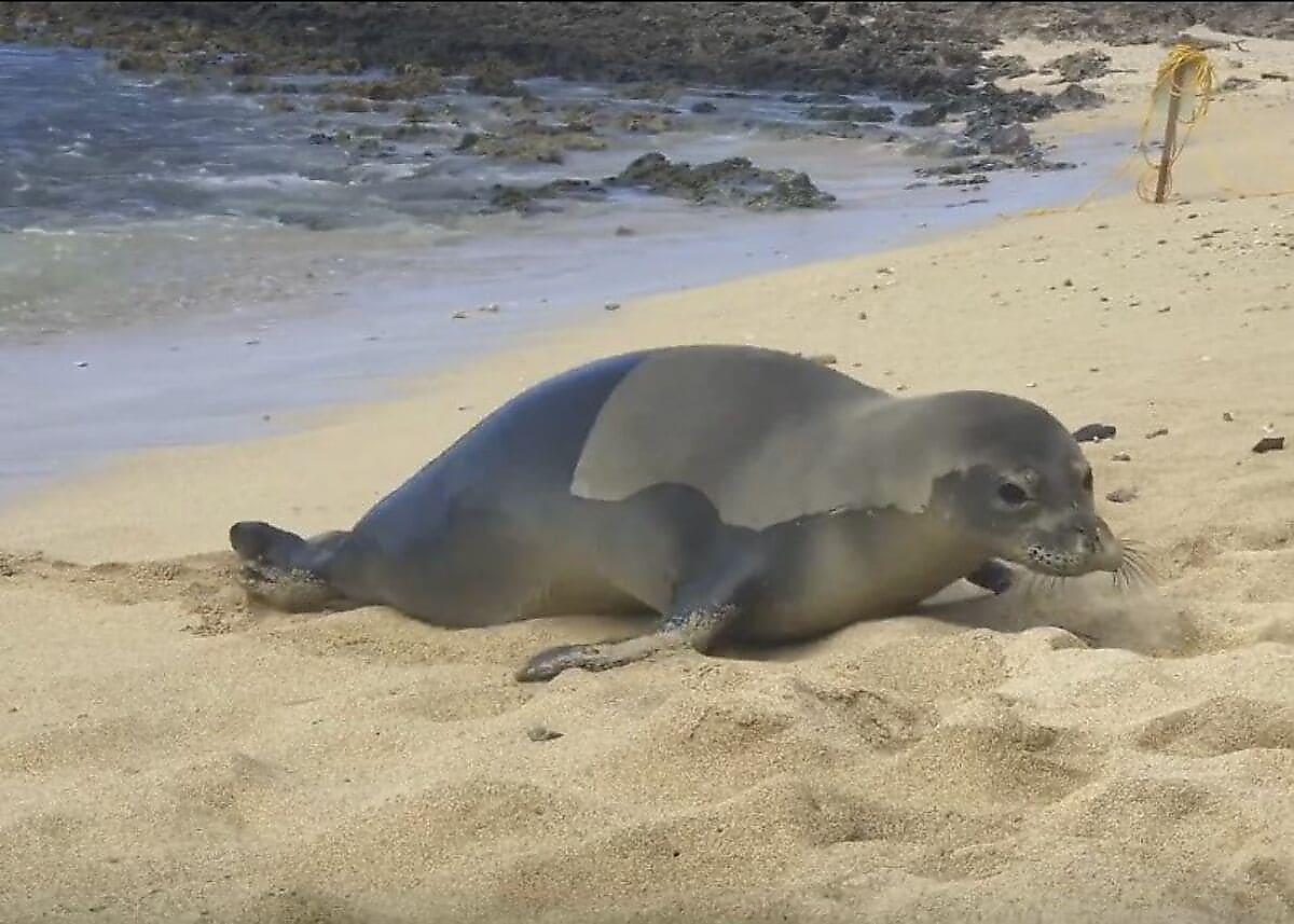 Тюлень, увидев туриста, не сдержался и испортил воздух на Гавайах