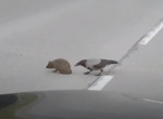 Забавная прогулка вороны, сопровождавшей ежа по дороге, попала на видео в Латвии