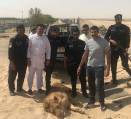 Беглый домашний лев парализовал движение в Кувейте (Видео) 1