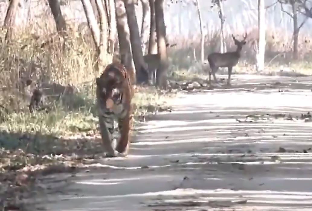 Двум антилопам повезло встретить на пути сытого тигра