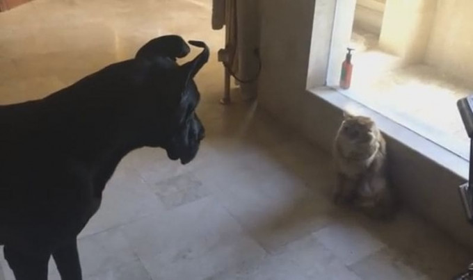 Собака попыталась привлечь кота к игре, но домашний питомец был не в духе (Видео)