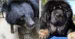 Китаянка два года принимала редкого чёрного медведя за тибетского мастифа (Видео)