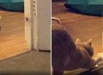 Кошка напала на огромного паука и довела до истерики свою хозяйку