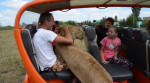 Новая услуга для туристов в крымском заповеднике - «львица в машину» (Видео)