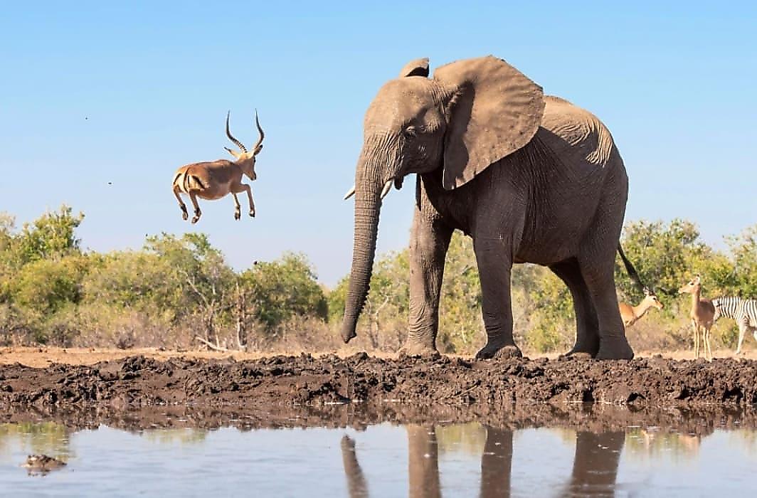 Слон напугал антилопу, которая взмыла в воздух на глазах у туристки