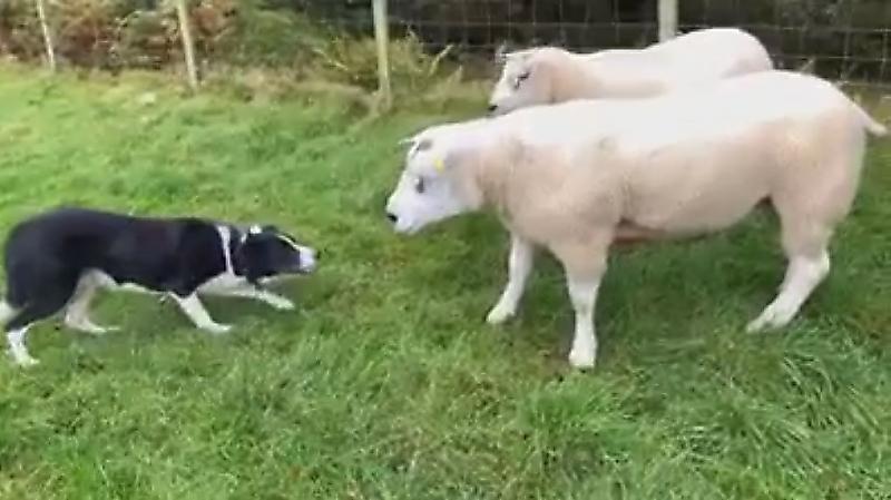 бордер колли сбрасывает овец в пропасть