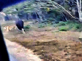 Тигр напугал стадо бизонов на глазах у туристов в Индии ▶