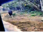 Тигр напугал стадо бизонов на глазах у туристов в Индии ▶