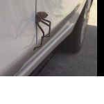 Австралиец неделю не замечал огромного паука, застрявшего в двери его автомобиля ▶