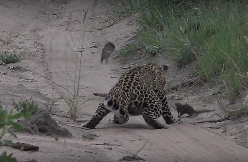 Глупый детёныш мангуста чуть не стал обедом молодой самки леопарда ▶