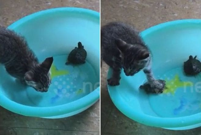 Хитрый котёнок использовал черепаху, чтобы не намочить лап, утоляя жажду в Китае (Видео)