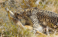 Леопард на лету поймал антилопу в африканском парке (Видео) 2