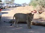 Львиный прайд, заваливший антилопу, устроил затор на дороге в африканском заповеднике