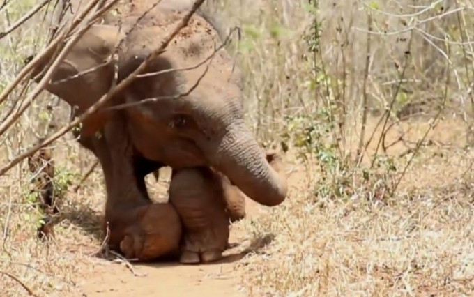 Слонёнка с деформированными передними ногами, спасли в Шри-Ланке (Видео)