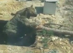 Турецкие строители спасли медведя, устроившего трапезу в яме ▶