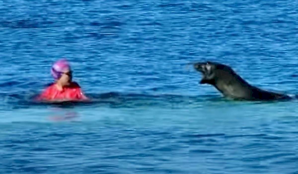 Агрессивный тюлень напал и покусал туристку на Гавайах