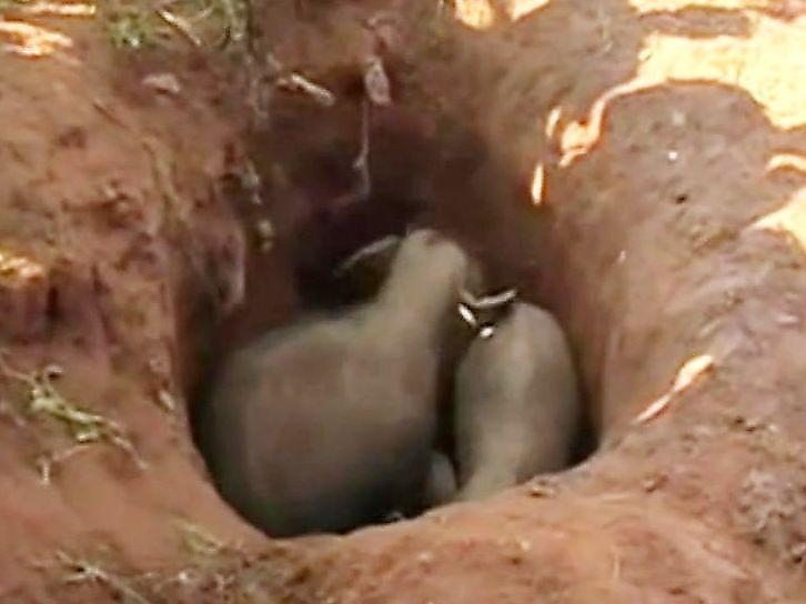 Двух слонят, упавших в глубокую яму, спасли на Шри-Ланке ▶