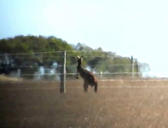 Голодный орёл ошибся, выбрав кенгуру в качестве добычи в Австралии ▶