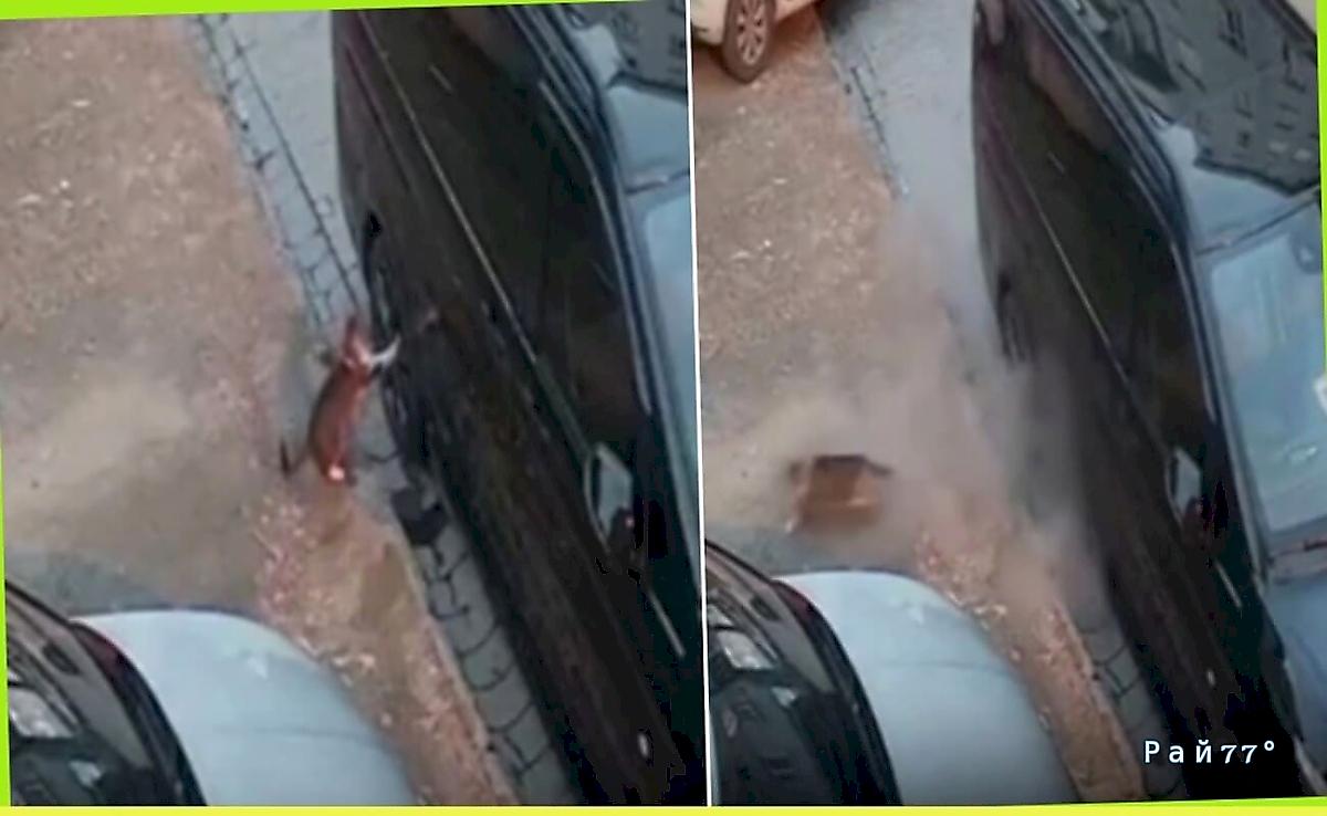 Кошка поцарапала колесо и пережила взрыв покрышки Кошка поцарапала колесо и пережила взрыв покрышки