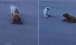 Коварный щенок попытался обмануть котёнка перед атакой (Видео)