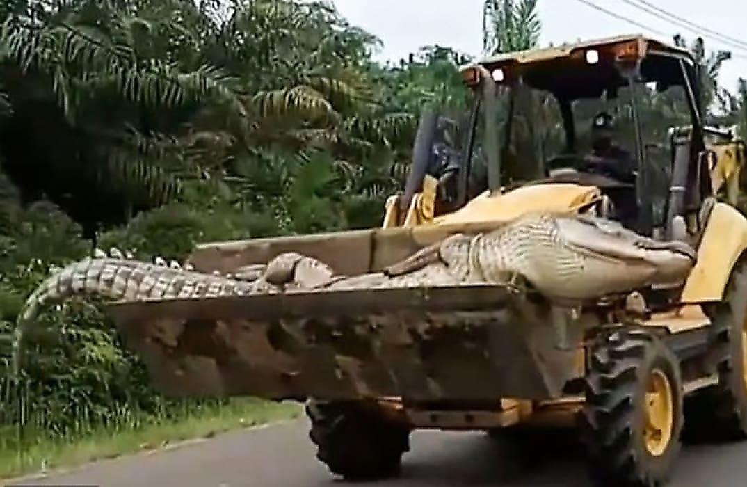 Крокодила весом полтонны нейтрализовали в Индонезии