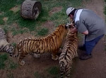 Любитель диких животных спас двух тигрят и создал приют в ЮАР