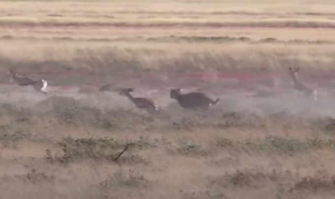 Момент молниеносной охоты гепарда на газель, попал на видеокамеру в национальном парке Намибии