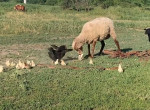 Отважная наседка не позволила овце разнообразить цыплёнком свой рацион питания - видео