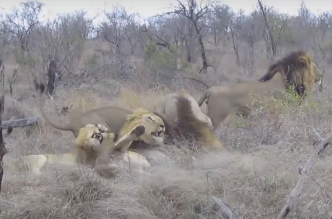 Пять львов создали семейную идиллию в африканском заповеднике (Видео)