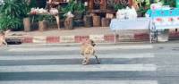 Пёс - симулянт рассмешил китайские соцсети (Видео) 2