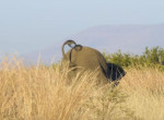 Слон чуть не растянулся в поле после драки с соплеменником ▶