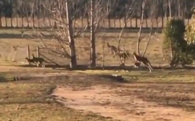 Сотни кенгуру совершили паломничество по территории университета в Австралии (Видео)