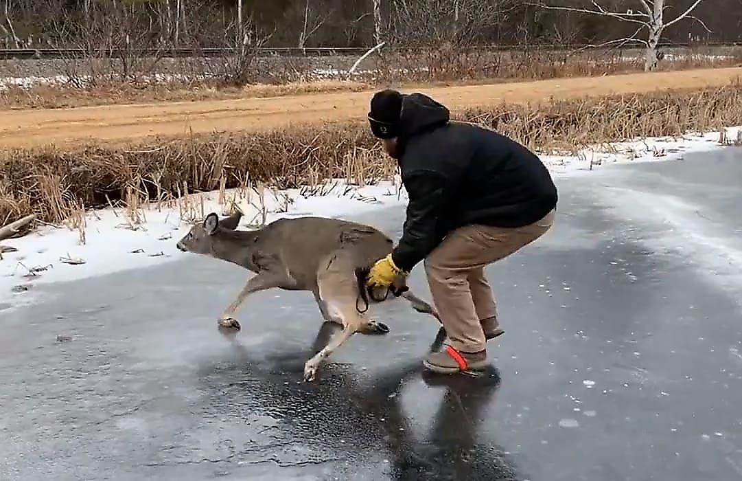 Спасение оленя, застрявшего на льду озера, попало на видео в США