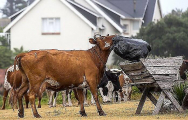 Стадо сбежавших коров посеяло панику в африканской деревне 2