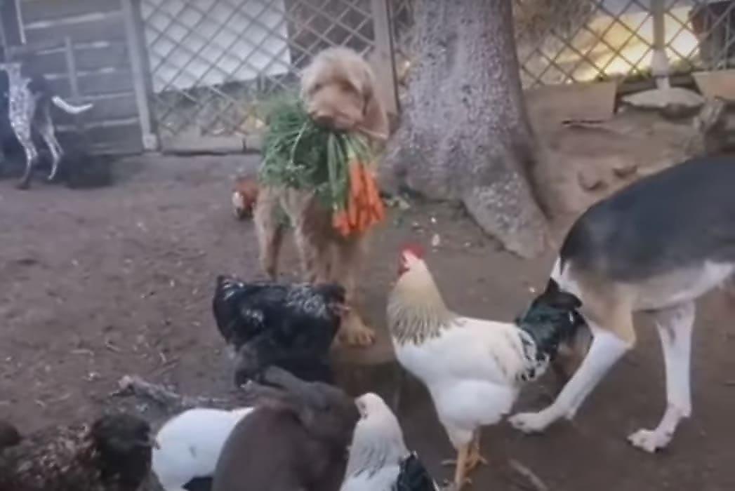Владелец скотного двора запечатлел пса, принесшего морковь, чтобы покормить кроликов и кур