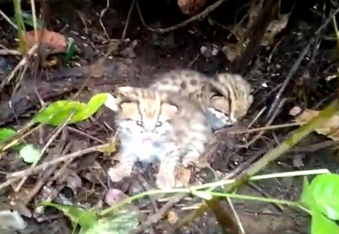 Грозный детёныш леопарда попытался напугать рабочих на плантации в Индии (Видео)