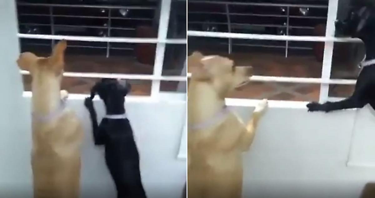 Испуганные псы с безопасного расстояния проследили за разборкой соседей
