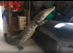 Крокодил забрался в жилище и заснул на оккупированном диване - видео