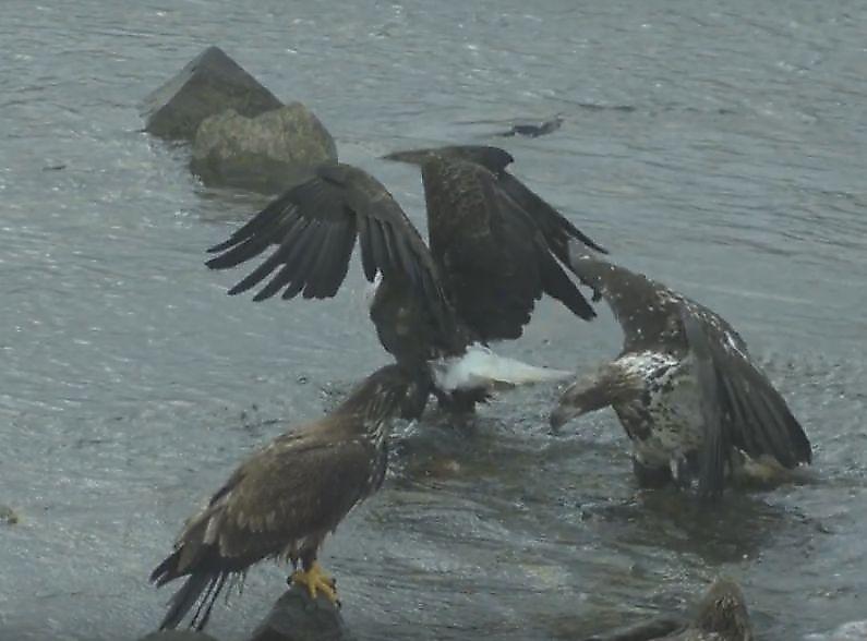 Орёл атаковал орлана, лакомящегося рыбой возле побережья Аляски ▶