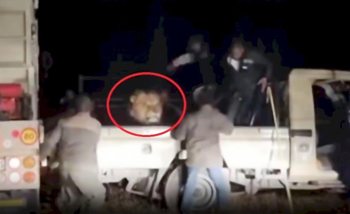 Пробудившийся от наркоза лев чуть не разорвал спасателей в ЮАР