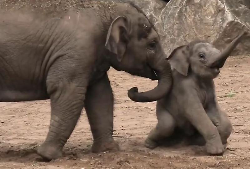 Слонята устроили забавную схватку на глазах у посетителей зоопарка ▶