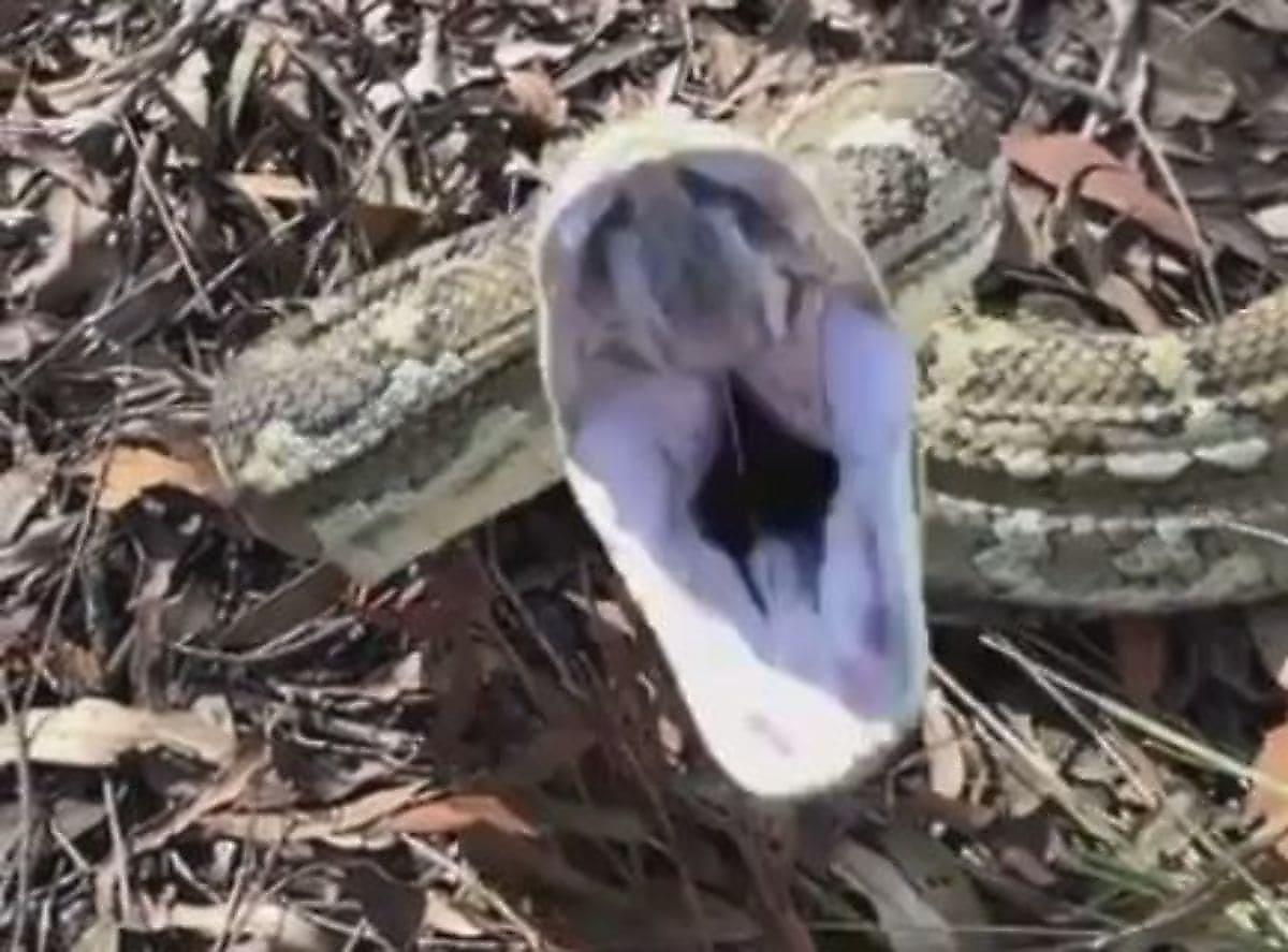 Агрессивный питон напал на ловца змей в Австралии