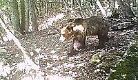 Хитрый медведь, сбежавший из вольера и преодолевший систему ловушек, объявлен в розыск в Италии ▶ 1